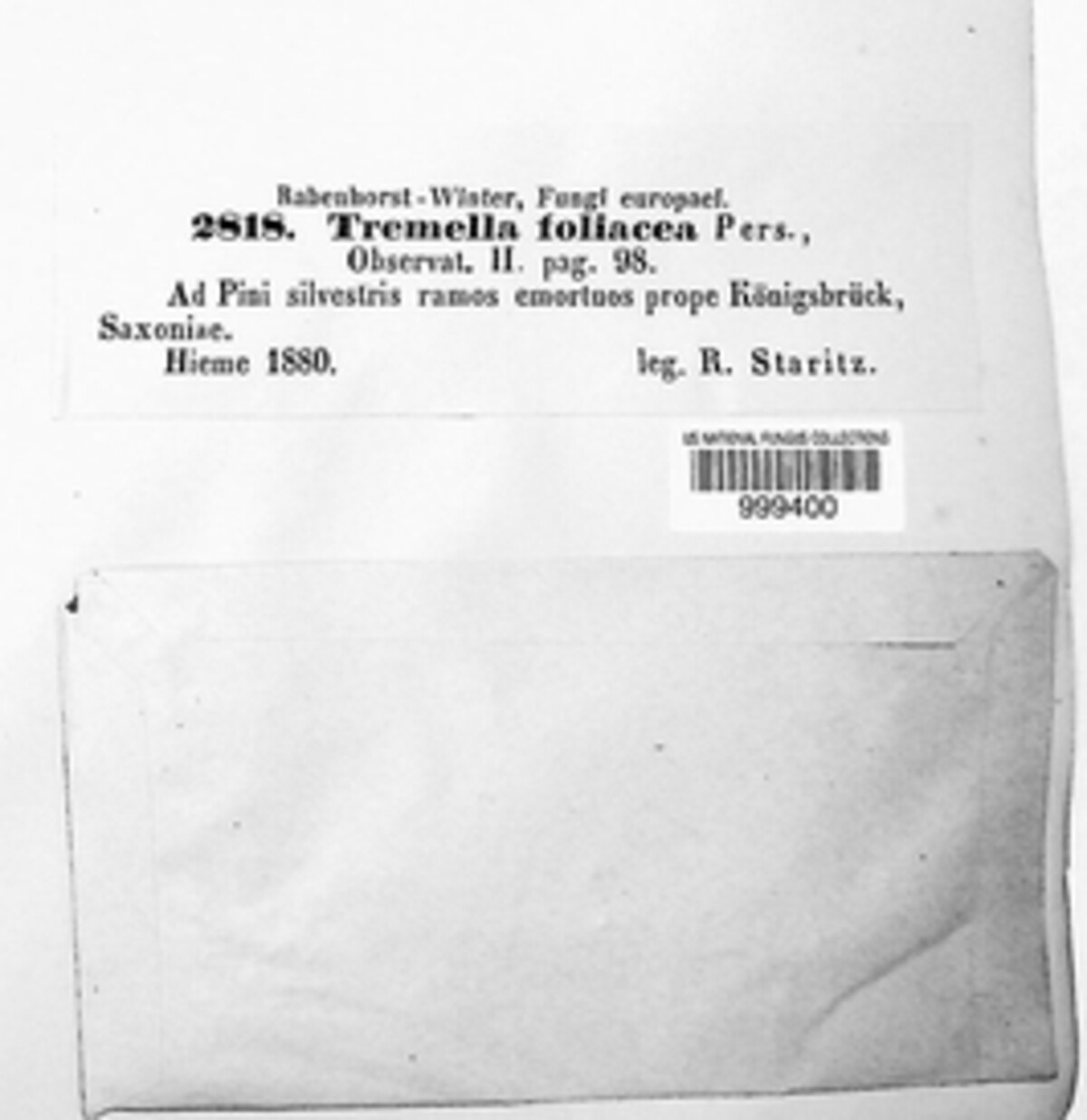 Phaeotremella foliacea image